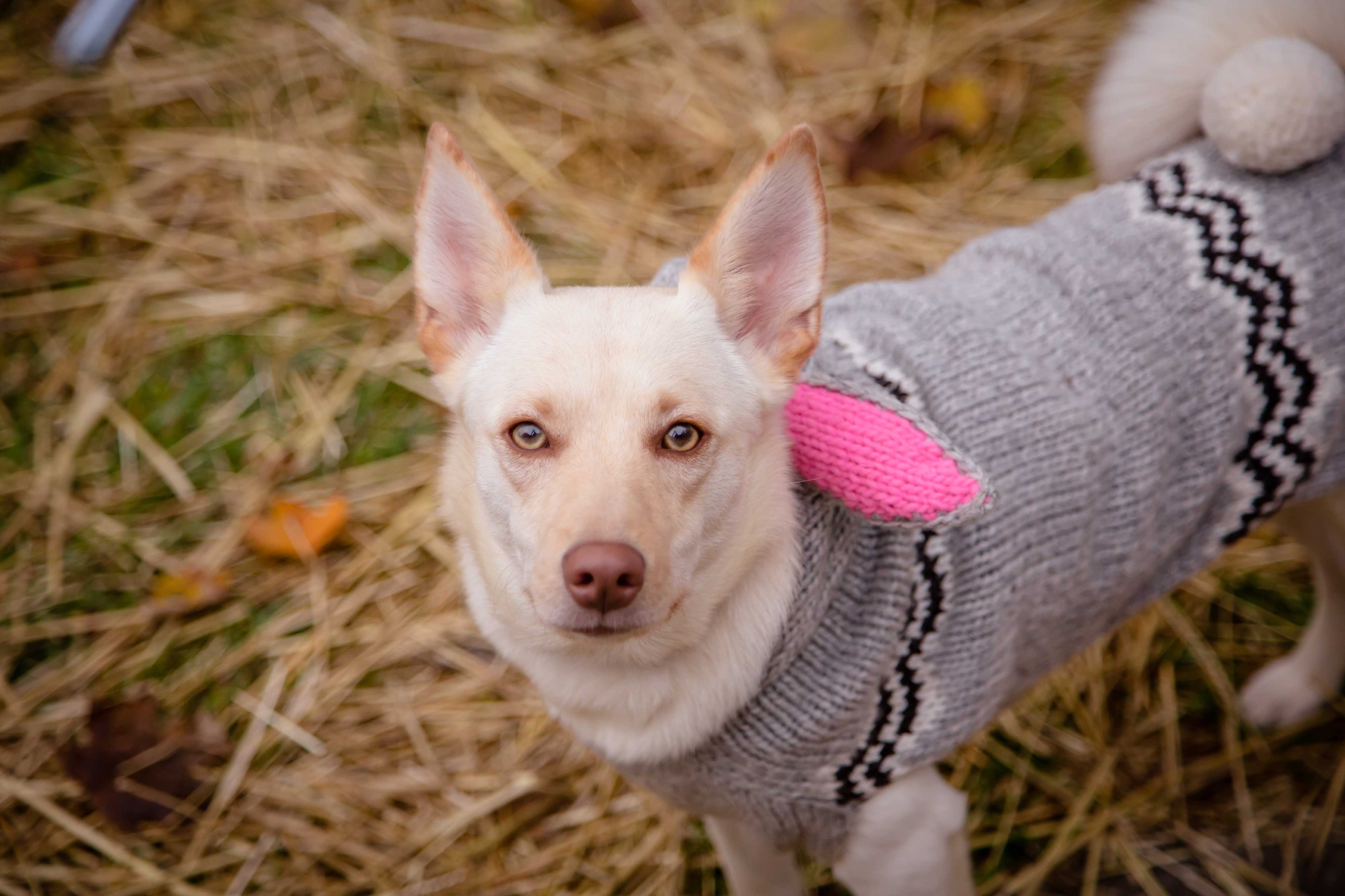 Cincinnati Oh Shiba Inu Meet Fennec 0 Adoption Fee A