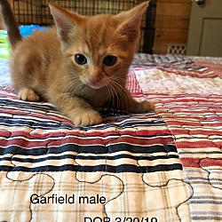 Photo of Garfield