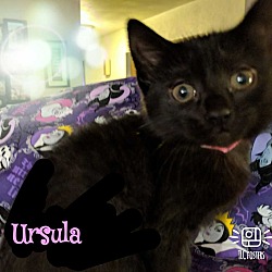 Photo of Ursula/Pandora'