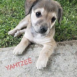 Thumbnail photo of Yahtzee #3