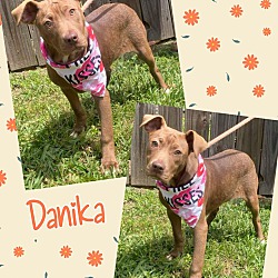 Thumbnail photo of Danika #1