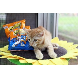 Thumbnail photo of Cheeto-2349 #2