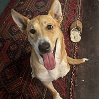 adopt a pet