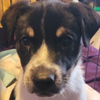 adopt-pet