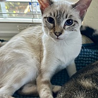 adopt a pet