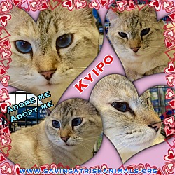 Thumbnail photo of Kyipo #3