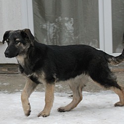 Thumbnail photo of Lolly - January Kosovo dog #3