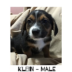 Thumbnail photo of Klein #2