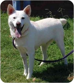 Inman Sc Samoyed Meet Miracle A Pet For Adoption