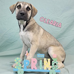 Thumbnail photo of Olearia #3