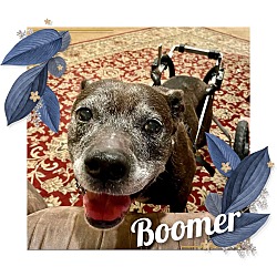 Photo of Boomer on Wheels!