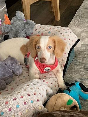 Sioux Falls, SD - Dachshund. Meet Wren a Pet for Adoption - AdoptaPet.com