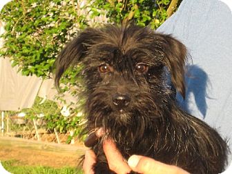 Salem Nh Shih Tzu Meet Morticia A Pet For Adoption