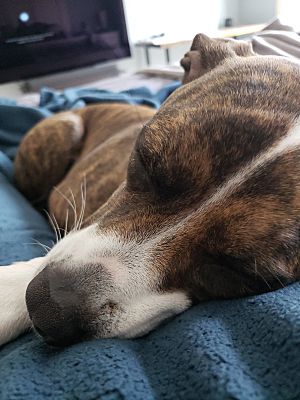 Allendale, MI - Boxer/Beagle. Meet Rosie a Pet for Adoption - AdoptaPet.com