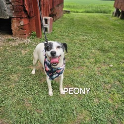 Photo of Peony