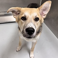 adopt a pet