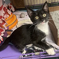 adopt a pet