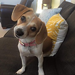 Columbus, OH - Beagle/Chihuahua. Meet Penelope a Pet for Adoption ...