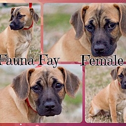 Thumbnail photo of Fauna Fay (POM) #4