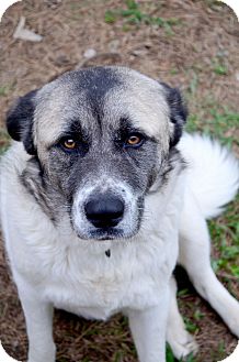 akita anatolian shepherd mix