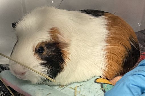 Brooklyn, NY - Guinea Pig. Meet Eyebrow a Pet for Adoption - AdoptaPet.com