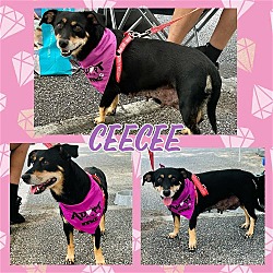 Photo of CeeCee