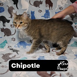 Photo of Chiptole