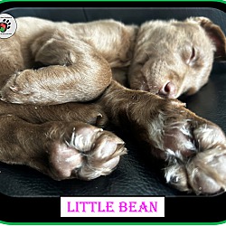 Thumbnail photo of Little Bean - Coffee Litter #4