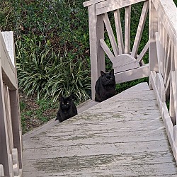 Thumbnail photo of Barn/Outdoor Cats! #2