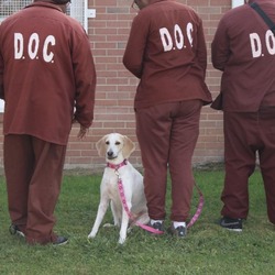 Thumbnail photo of Charlee Paws-In-Prison GRADUATE! #2