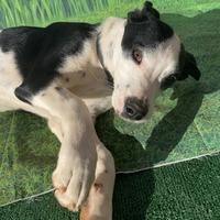 adopt-pet