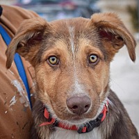 adopt a pet