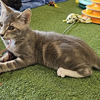 adopt a pet