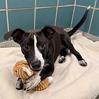 adopt a pet