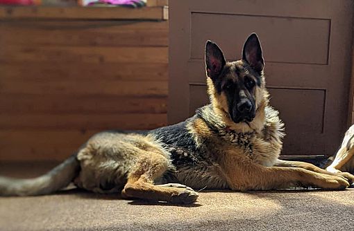 Winnipeg Mb German Shepherd Dog Meet Max Now Available A Pet For Adoption
