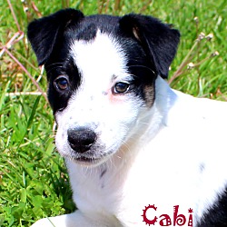 Thumbnail photo of Cabi~adopted! #1
