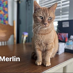 Photo of Merlin