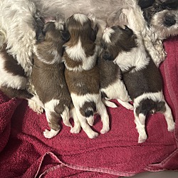 Thumbnail photo of Missy/7 babies #1
