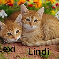 Thumbnail photo of Lindi #2