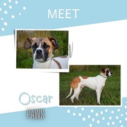 Thumbnail photo of Oscar #1