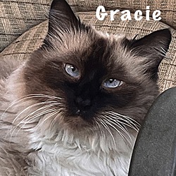 Thumbnail photo of Gracie #1