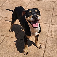 adopt a pet