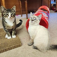 adopt a pet