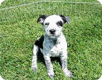 blue heeler english bulldog mix