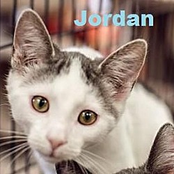 Thumbnail photo of Jordan - Adoption Pending! #1