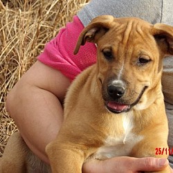 Thumbnail photo of Tacoma (14 lb) Pretty Pup! #3