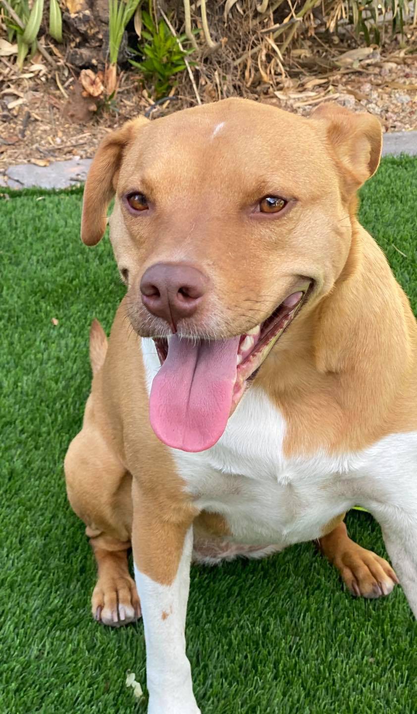 Adopt Tilly a Tan/Yellow/Fawn with White American