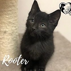 Photo of Rooter 20-232
