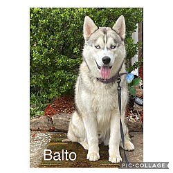Photo of Balto