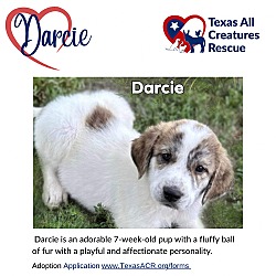 Photo of Darcie